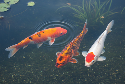 Koi Care: The Five Most Common Causes of Sick Koi (And How to Prevent Them)
