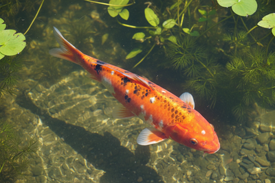 Carp Pox on Koi: What Is This and What Can I Do?